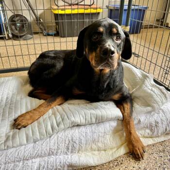 Rottweiler Dogs Available for Adoption in Kerrville, Texas - Abby | PetCurious