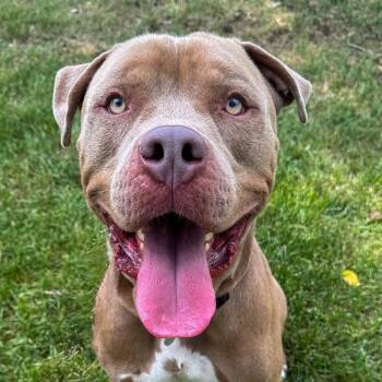 Ares -  American Bully Dog for Adoption in Golden, Colorado - Ares | PetCurious