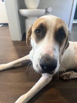 Peter Pan -  Anatolian Shepherd and Mixed Breed Dog for Adoption in Brookshire, Texas - Peter Pan | PetCurious