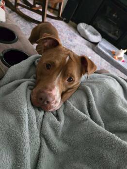 Cody -  Pit Bull Terrier Dog for Adoption in Alameda, California - Cody | PetCurious