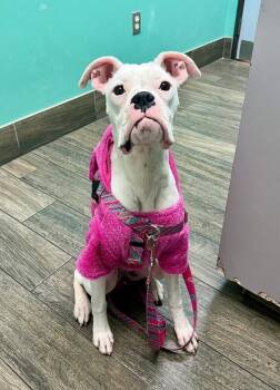 Rescue Boxer Dogs for Adoption in Hewitt, Texas - Dori | PetCurious