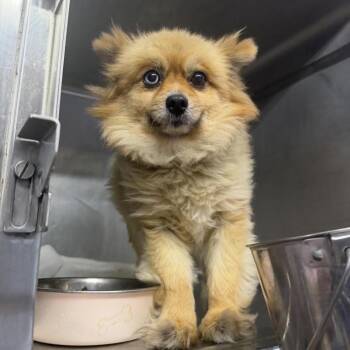 Mocha -  Pomeranian and Siberian Husky Dog for Adoption in Northbrook, Illinois - Mocha | PetCurious