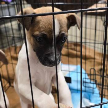 Mixed Breed Dogs Available for Adoption in Bismarck, North Dakota - Hattie | PetCurious