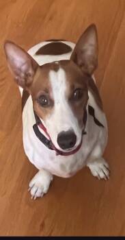 Baxter -  Jack Russell Terrier Dog for Adoption in Amelia, Ohio - Baxter | PetCurious