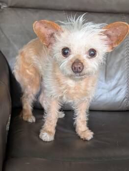 Chihuahua and Yorkshire Terrier Dogs Available for Adoption in Baton Rouge, Louisiana - Fancy | PetCurious