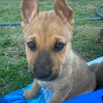 German Shepherd Dog Dogs Available for Adoption in Tulsa, Oklahoma - Mr. Goodbar | PetCurious
