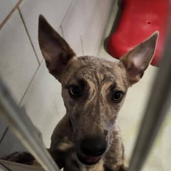Oya -  Mixed Breed Dog for Adoption in Abilene, Texas - Oya | PetCurious
