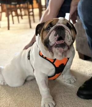 Rescue English Bulldog Dogs for Adoption in Bonney Lake, Washington - SAMSON SCHMEAR | PetCurious