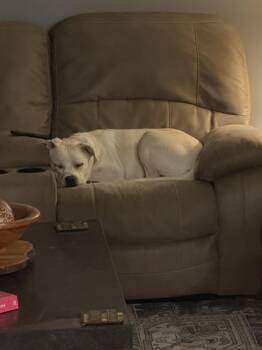 Percy -  Labrador Retriever and Pit Bull Terrier Dog for Adoption in Nashville, Tennessee - Percy | PetCurious