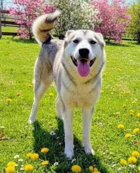 Alaskan Malamute Dogs Available for Adoption in Berryville, Virginia - Sienna | PetCurious
