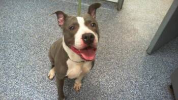 Pit Bull Terrier Dogs Available for Adoption - CHRISTINA | PetCurious