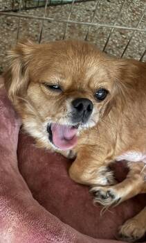 Rita FH -  Pekingese Dog for Adoption in Sanford, Florida - Rita FH | PetCurious