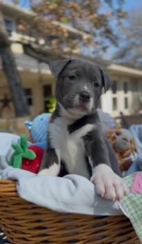 American Staffordshire Terrier and Labrador Retriever Dogs Available for Adoption - Quinn | PetCurious