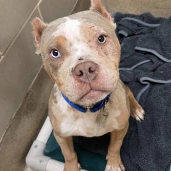 Rescue Pit Bull Terrier Dogs for Adoption in Zuni, Virginia - Reuben On Rye | PetCurious