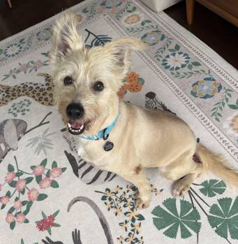 Fini -  Labradoodle Dog for Adoption - Fini | PetCurious