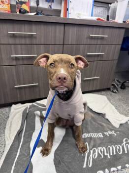 Cinnamon -  Mixed Breed Dog Available for Adoption in Miami Shores, Florida - Cinnamon | PetCurious