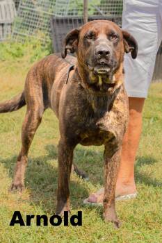Arnold -  Mixed Breed Dog for Adoption in Macomb, Illinois - Arnold | PetCurious