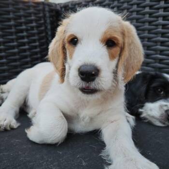Rescue English Cocker Spaniel and Mixed Breed Dogs for Adoption in Elk Grove Village, Illinois - Macaroon | PetCurious