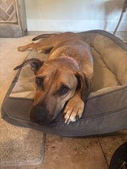 ZCL-D-Lady Rowdy Bear -  Mountain Cur and Beagle Dog Available for Adoption in Horn Lake, Mississippi - ZCL-D-Lady Rowdy Bear | PetCurious