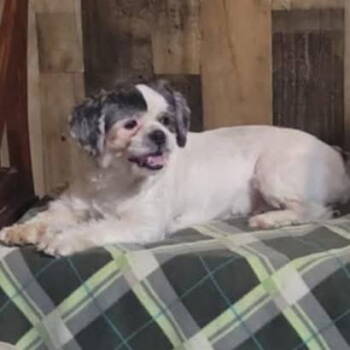Rescue Shih Tzu Dogs for Adoption in Grand Bay, Alabama - Baba Aka Bobby | PetCurious