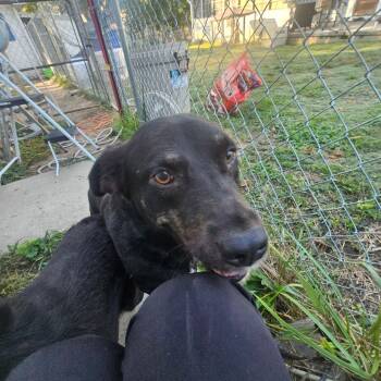 Rescue Border Collie Dogs for Adoption in Rossville, Georgia - Boomer | PetCurious