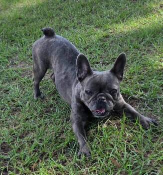 Rosalie -  French Bulldog Dog for Adoption in Cochran, Georgia - Rosalie | PetCurious
