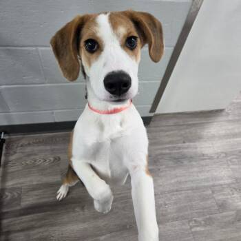 Delilah -  Beagle Dog for Adoption in Fairfax Station, Virginia - Delilah | PetCurious