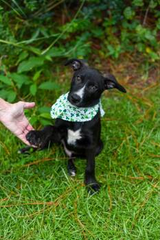 Rescue Shepherd and Labrador Retriever Dogs for Adoption in Bonifay, Florida - Nikko (Coming Soon) | PetCurious