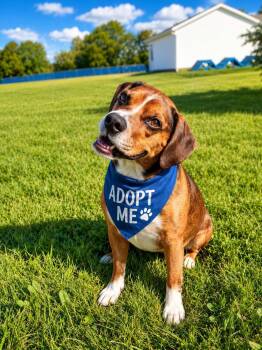DIESEL -  Beagle and Bulldog Dog for Adoption in Ashland, Ohio - DIESEL | PetCurious