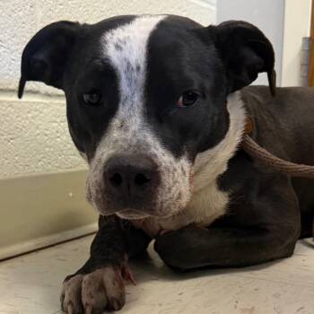 Pit Bull Terrier Dogs Available for Adoption in Jacksonville, Arkansas - Jade | PetCurious