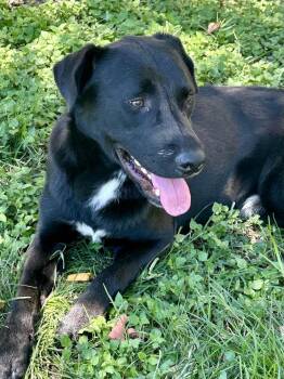 Crispeer/Knight -  Labrador Retriever Dog for Adoption in Broomfield, Colorado - Crispeer/Knight | PetCurious