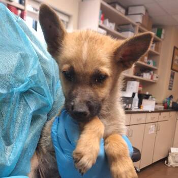 Hammer -  Mixed Breed Dog for Adoption in Flagstaff, Arizona - Hammer | PetCurious