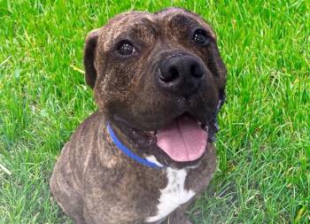 GUINNESS -  Pit Bull Terrier and Mixed Breed Dog for Adoption in Fort Lauderdale, Florida - GUINNESS | PetCurious