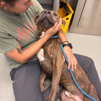 Nelson -  Shar Pei and Terrier Dog for Adoption in Abilene, Texas - Nelson | PetCurious