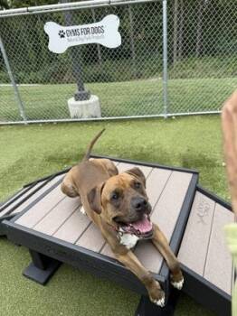 Jaxon James -  Black Mouth Cur and Mixed Breed Dog for Adoption in Fishers, Indiana - Jaxon James | PetCurious