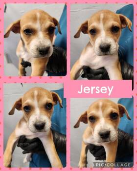 Labrador Retriever and Boxer Dogs Available for Adoption in Ringwood, New Jersey - Jersey | PetCurious