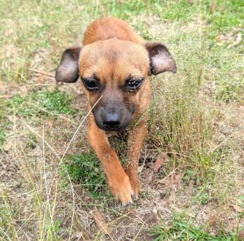 Chihuahua and Miniature Pinscher Dogs Available for Adoption in Fosters, Alabama - PISTOLA | PetCurious