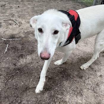 Shepherd and Mixed Breed Dogs Available for Adoption in Middleburg, Florida - Shakeera (Willow) 28024 | PetCurious