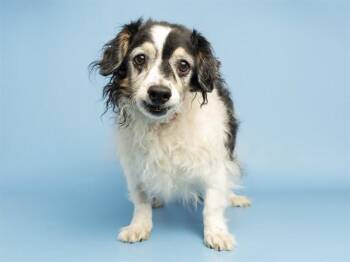 KC -  Chihuahua and Rat Terrier Dog for Adoption in Phoenix, Arizona - KC | PetCurious