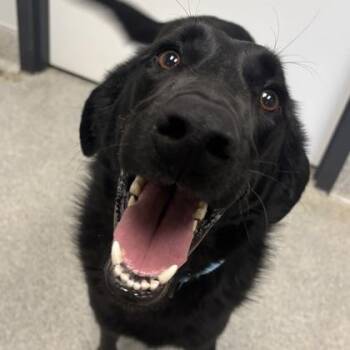 Mixed Breed Dogs Available for Adoption in Lansing, Michigan - Meeko | PetCurious