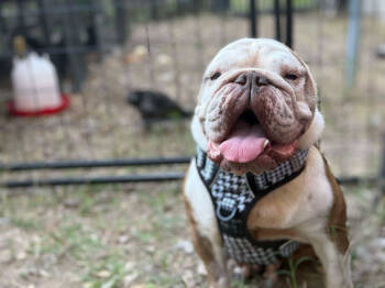 Rescue English Bulldog Dogs for Adoption in Austin, Texas - Dainty Dolores Devereau | PetCurious