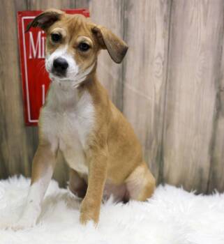 Zita -  Mixed Breed Dog for Adoption in Casa Grande, Arizona - Zita | PetCurious