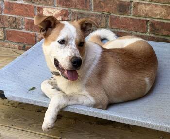 Suzie Q -  Mixed Breed Dog for Adoption in Nashville, Tennessee - Suzie Q | PetCurious
