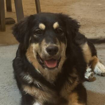 German Shepherd Dog and Great Pyrenees Dogs Available for Adoption - Ozzy | PetCurious