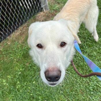 Bubba -  Mixed Breed Dog for Adoption in New York, New York - Bubba | PetCurious