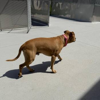 Milo -  Pit Bull Terrier Dog for Adoption in Monticello, Iowa - Milo | PetCurious