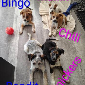 Rescue Australian Cattle Dog Blue Heeler and Mixed Breed Dogs for Adoption in Melbourne, Kentucky - Chili | PetCurious