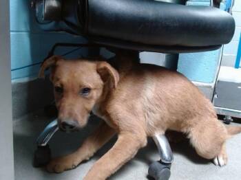 Labrador Retriever and Mixed Breed Dogs Available for Adoption in Albuquerque, New Mexico - HILLSHIRE | PetCurious