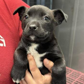 Mixed Breed Dogs Available for Adoption in Martinsville, Virginia - Emily Prentiss | PetCurious