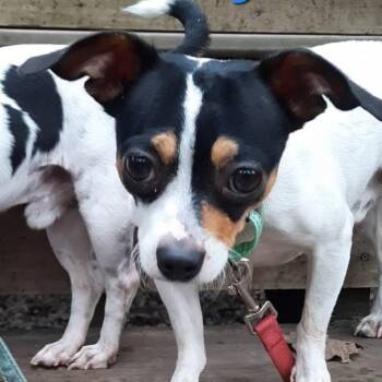 Shorty -  Chihuahua and Mixed Breed Dog for Adoption in Olathe, Kansas - Shorty | PetCurious